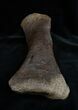 Edmontosaurus Metatarsal Toe Bone #1699-2